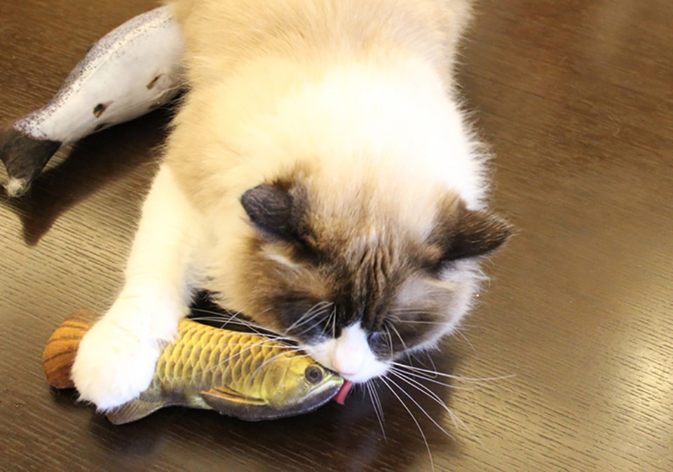 3D Catnip Fish Toy