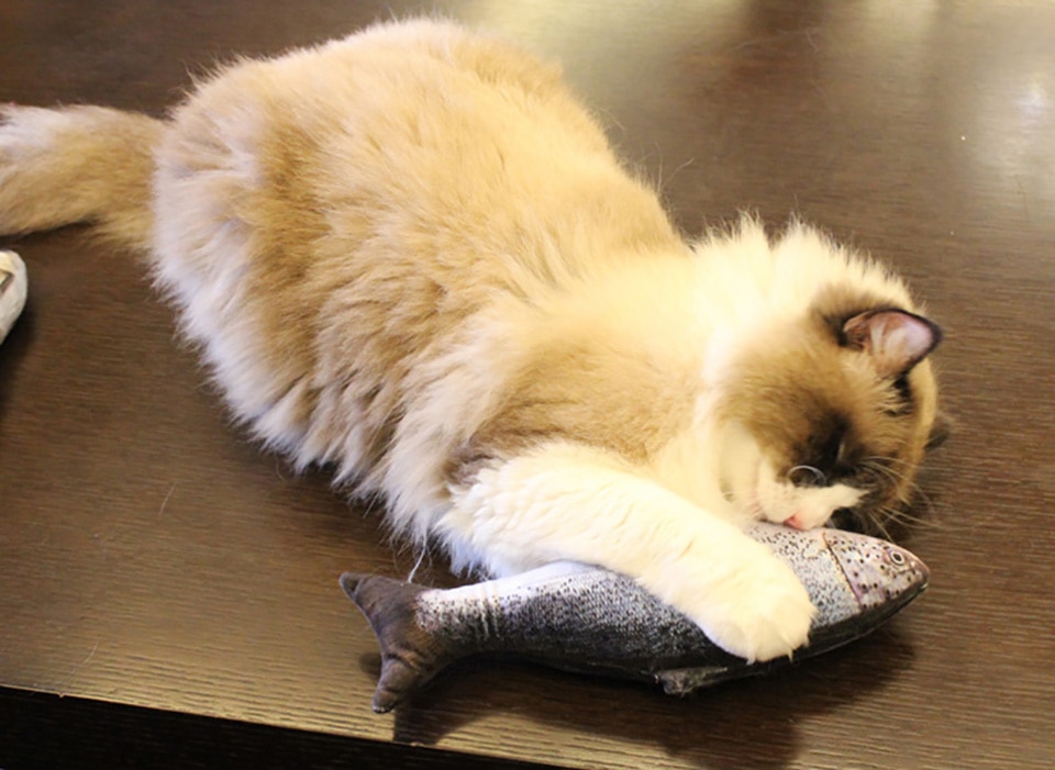 3D Catnip Fish Toy